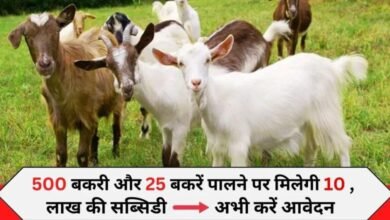 Goat Farming Loan Apply