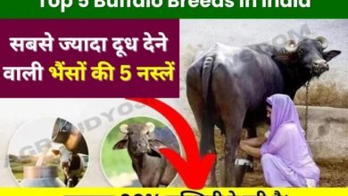 Top 5 Buffalo Breeds in India