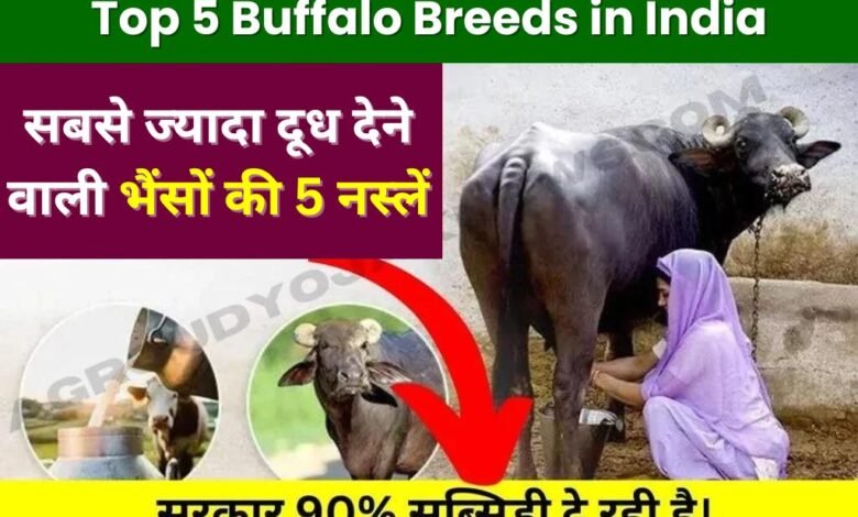 Top 5 Buffalo Breeds in India