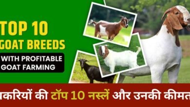 Top 10 Goat Breeds