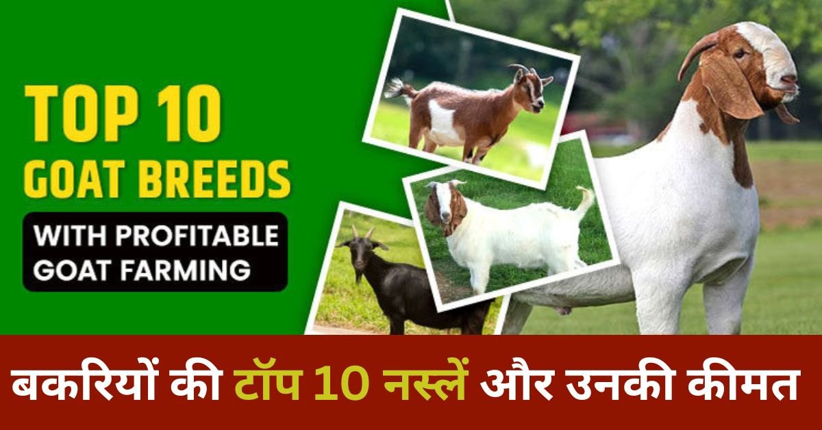 Top 10 Goat Breeds