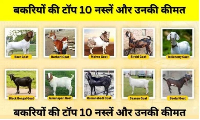 Top 10 Goat Breeds