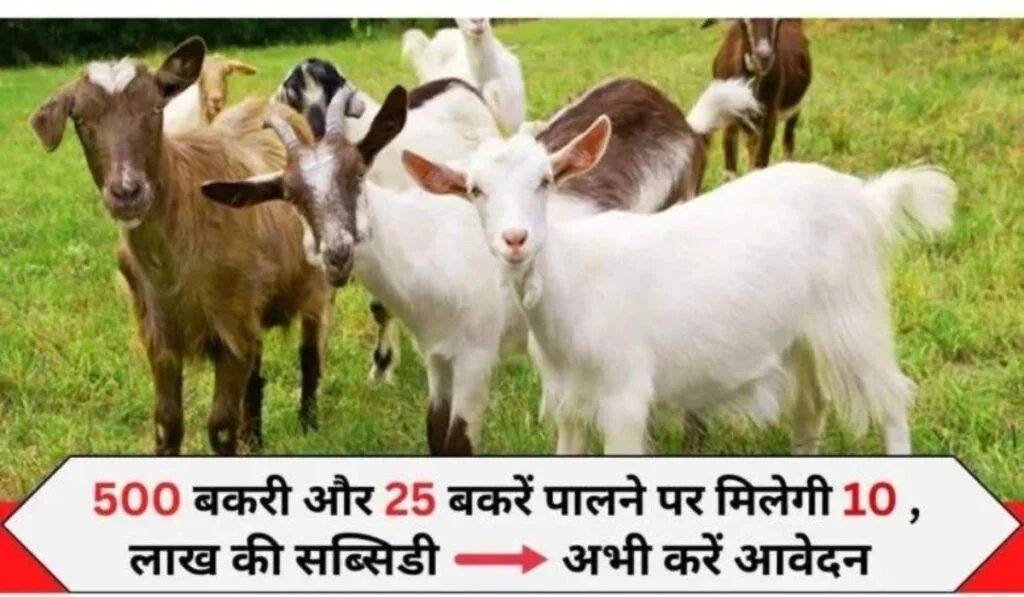 Govt Bakri Palan Scheme